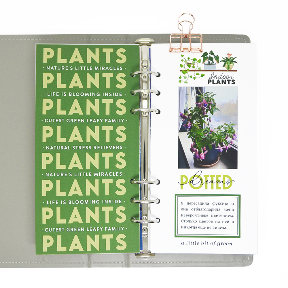 04-2025 | Houseplants - Image 12